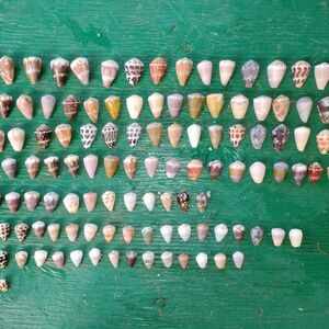 COPY - Vibrant Seashell Collection